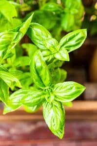 basil