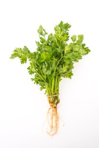 cilantro