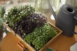 microgreens