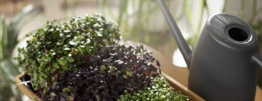 microgreens