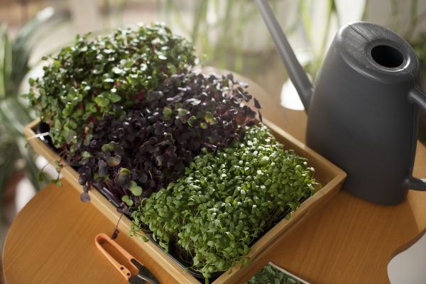 microgreens