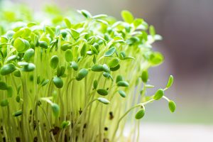 microgreens