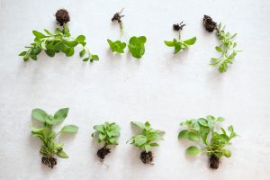 microgreens